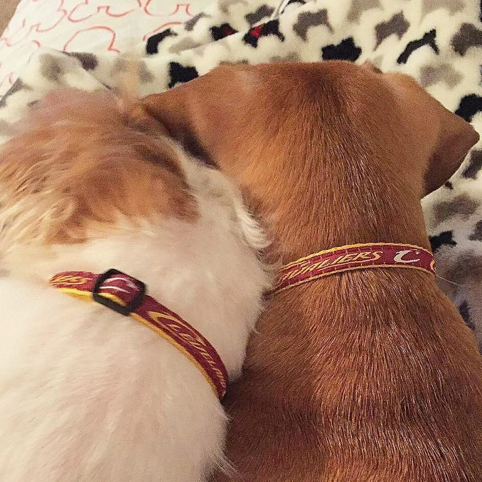 hotdogcollars's tweet photo. 2 proud pups from @jenaroo5 are today's #HotDogOfTheDay ๐ถ๐ถ - #LoveDogs #ImAHotDog #wienersupport #cavs #oneforthโฆ https://t.co/lzIcGrZ7Y2