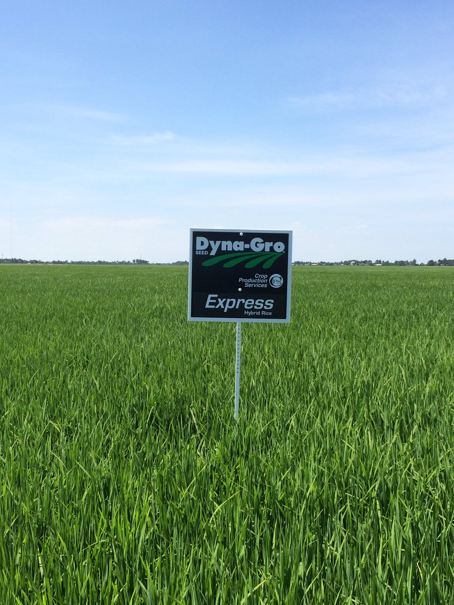CPS's Express hybrid rice generates buzz among growers, mills ricefarming.com/departments/fe… #Express #hybridrice