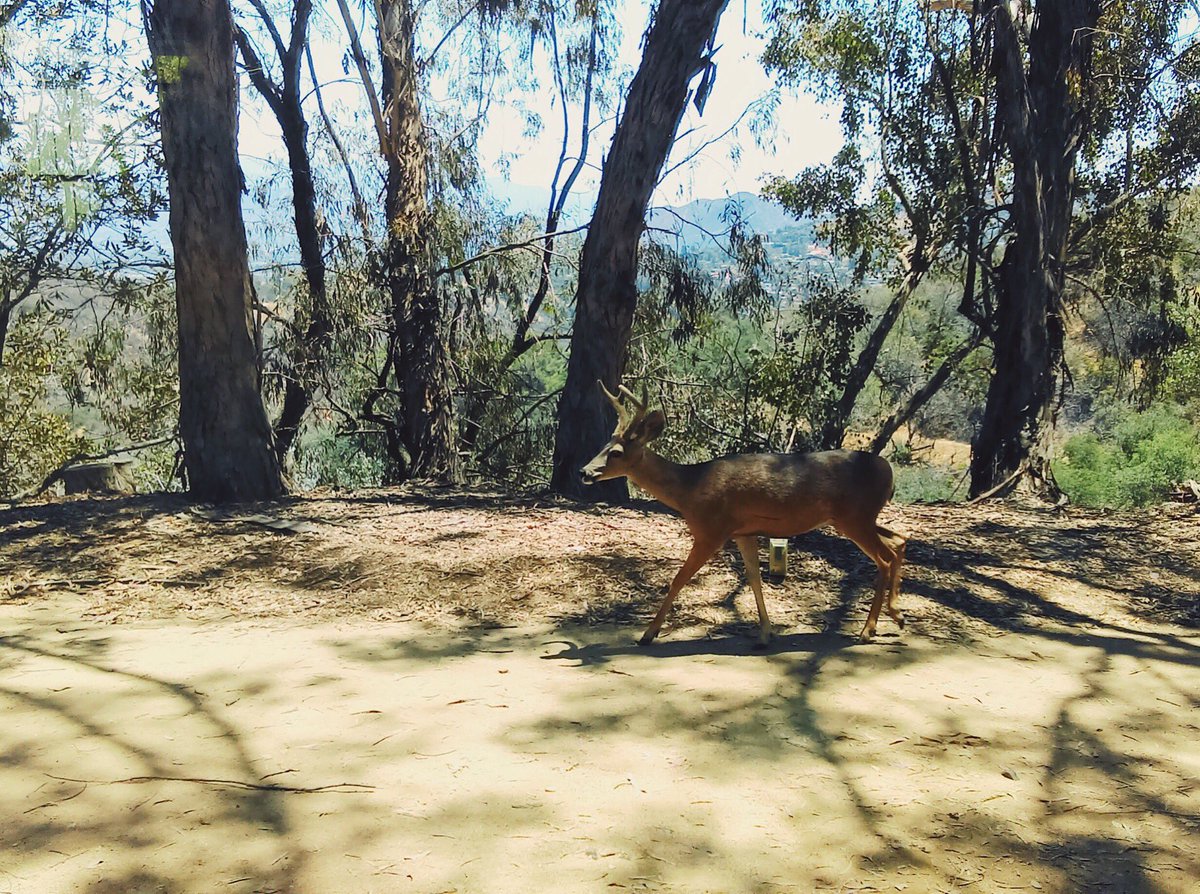 TreePeople_org's tweet photo. Say hi to the newest lil' buddy in our park! 👋 https://t.co/HBRpF9g0wZ