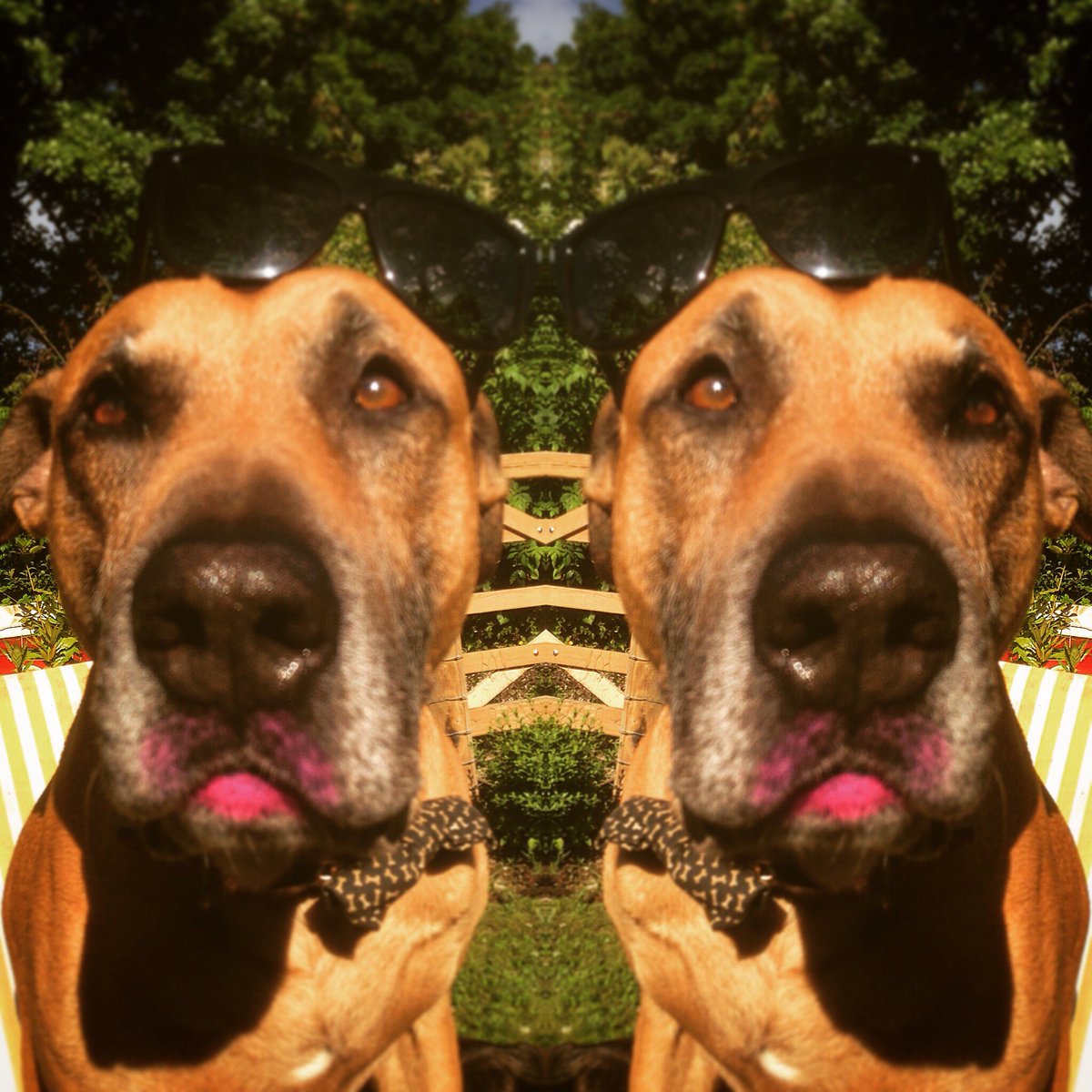 oldparkhall's tweet photo. #NationalSelfieDay shouldn't leave my phone lying around @oldparkhall #devon #summer #lymeregis #boutiquehotel #dog https://t.co/jCe4svrdIy