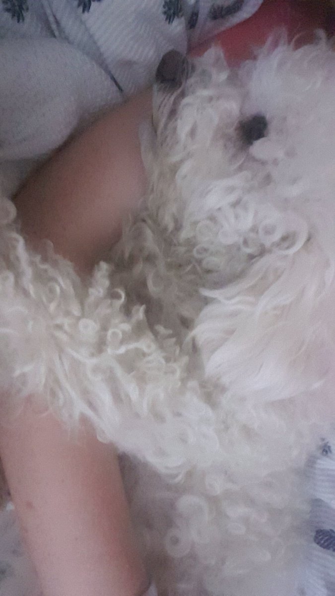 DaltonAriana's tweet photo. @PurinaCanada #DentallifeSmile #DLS482 https://t.co/3wQEdthB5q