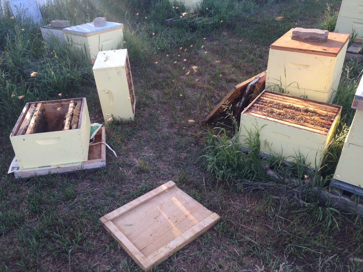 ABCbees's tweet photo. Preparing #grafts for our queen rearing programming with our #abcbeesinterns #ruralbeeyard https://t.co/XfogSH9o87