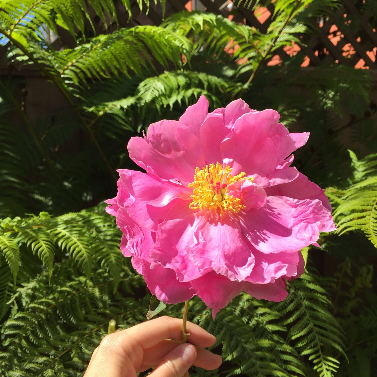 rubyplusrose's tweet image. I’m drinking iced coffee, the sun is shining, the #peonies are out- it can only mean one thing- SUMMER!