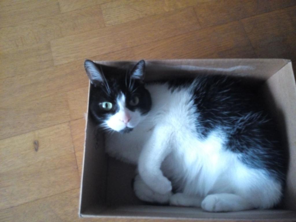 ItsElmoTheCat's tweet photo. No box is too small #catbox https://t.co/4sgRVza1xi