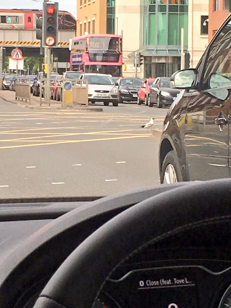 ShelbyG_x's tweet photo. @F1 Almost had the same problem as Sebastian Vettel earlier #seagullproblems https://t.co/0eNw8I18dw