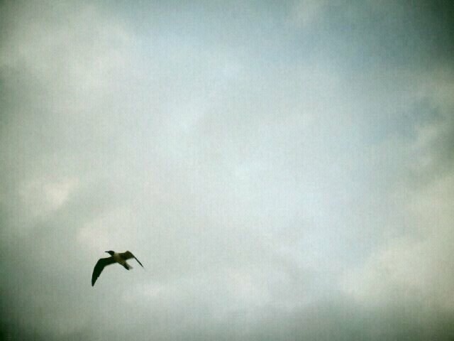 @OlafurArnalds #islandsongs artwork submission. Stephanie Gonzalez Photography. https://t.co/iMPwtAlUUG