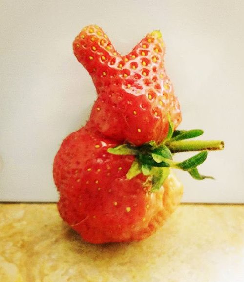 UglyFruitAndVeg's tweet photo. The Bunny Berry! 🍓🐰  #WabbitFwuit IG Pic by @nuc_.lea._r https://t.co/ssxLGUcBtg