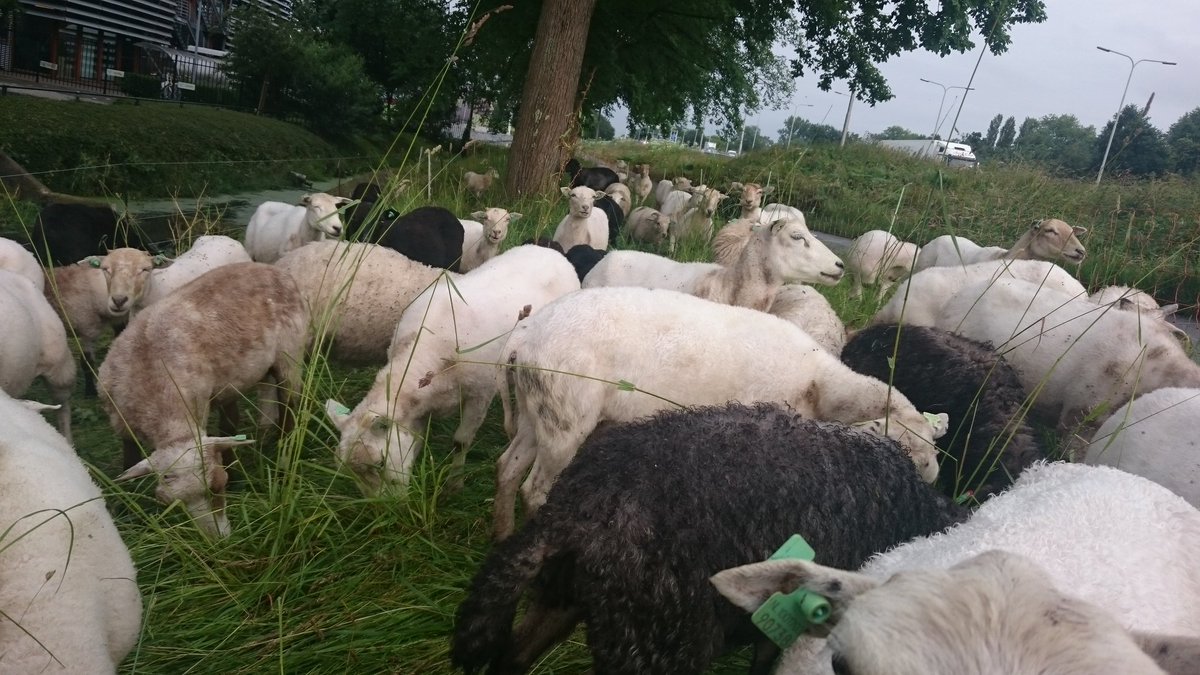 SheepatworkNL's tweet photo. De kudde @St.Jorispad @Delft #Buytendelft https://t.co/OZ7AvjK4Gx