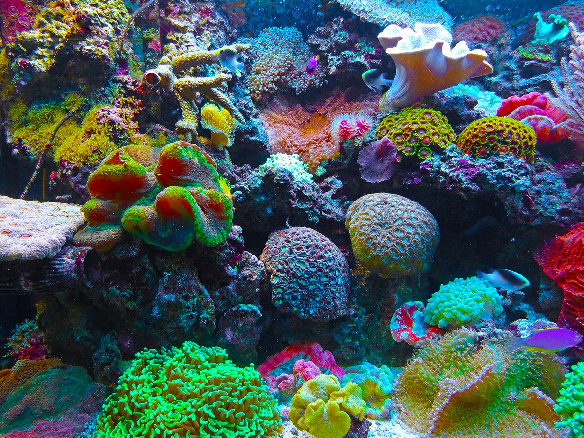 Ocean acidification is often called global warming’s evil twin. So, what is it, anyway? bit.ly/28Lzzvm