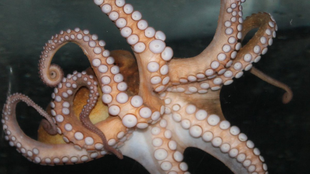 SaveTheBayRI's tweet image. Critter Tales: The Intelligent Mr. Suckers tides-blog.blogspot.com/2016/06/critte… #Blog #CritterTale