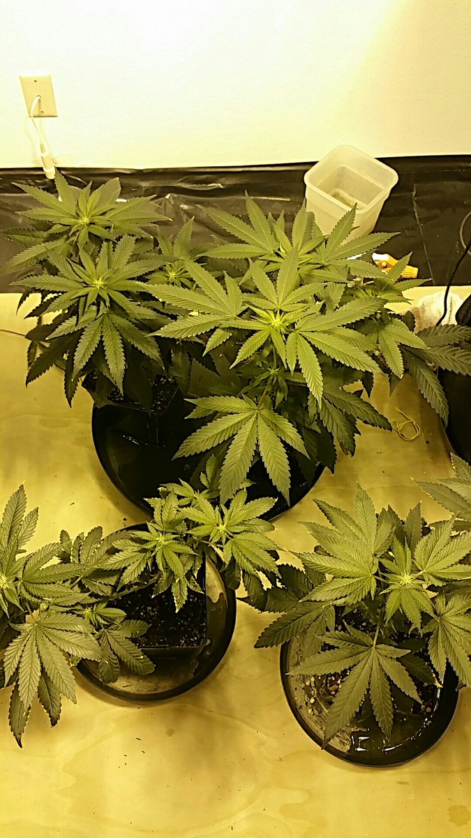 ShanesDank's tweet photo. Next round of Bubba OG https://t.co/lhJBOQau7j