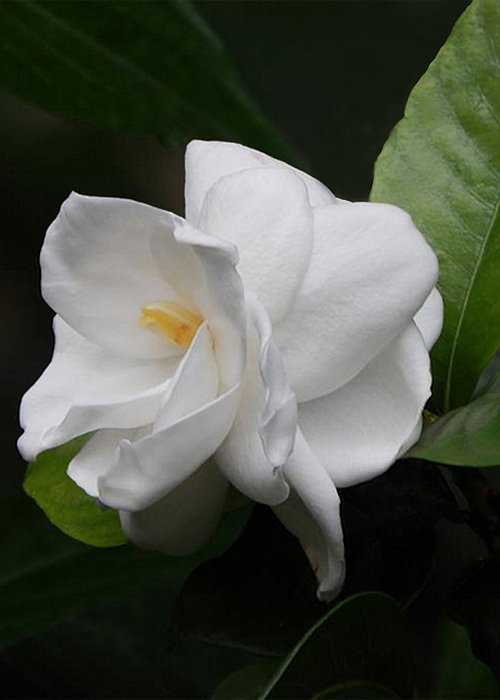 New artwork for sale! - "Gardenia" - fineartamerica.com/featured/garde… @fineartamerica