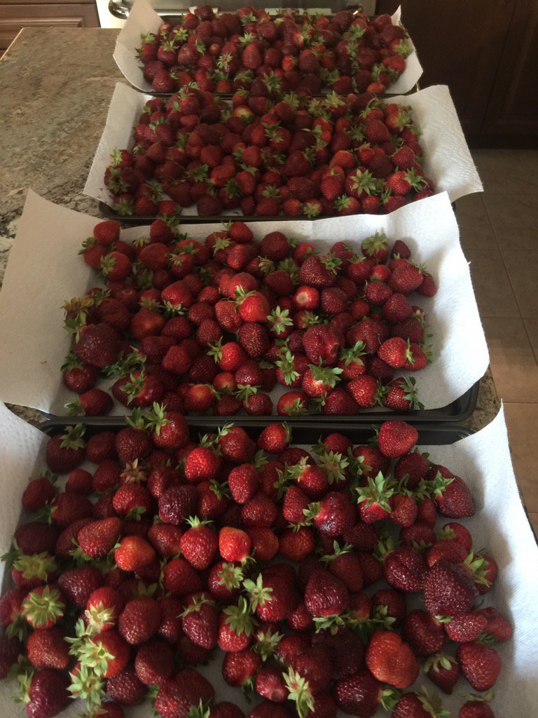 kpeters03's tweet photo. Strawberry picking with the family...yum yum https://t.co/Zgd8MM219k