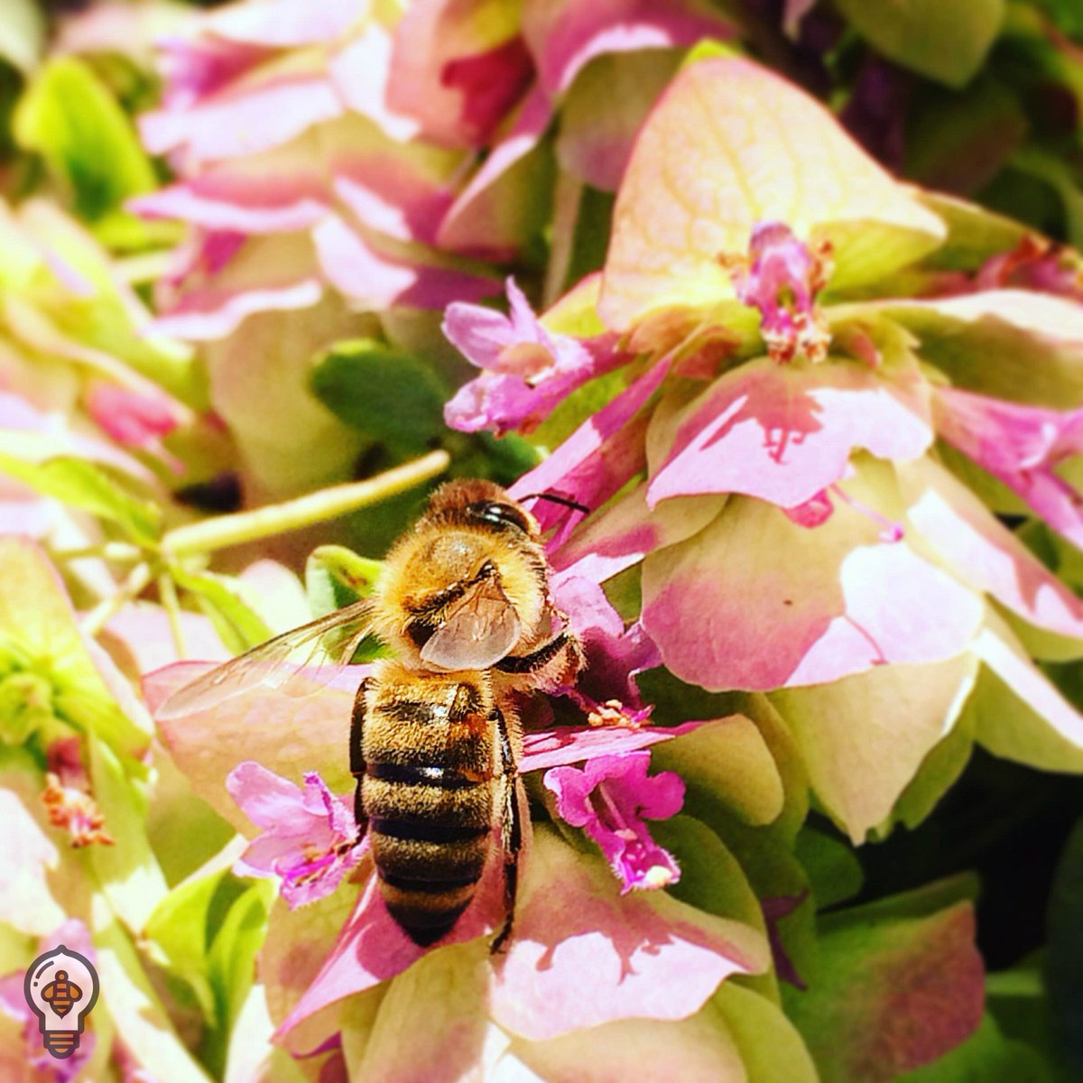 BeeThinking's tweet photo. Plant a garden. Provide water sources. Reduce pesticides. We can all help support pollinators. #PollinatorWeek2016 https://t.co/Tg8ypCzyDj