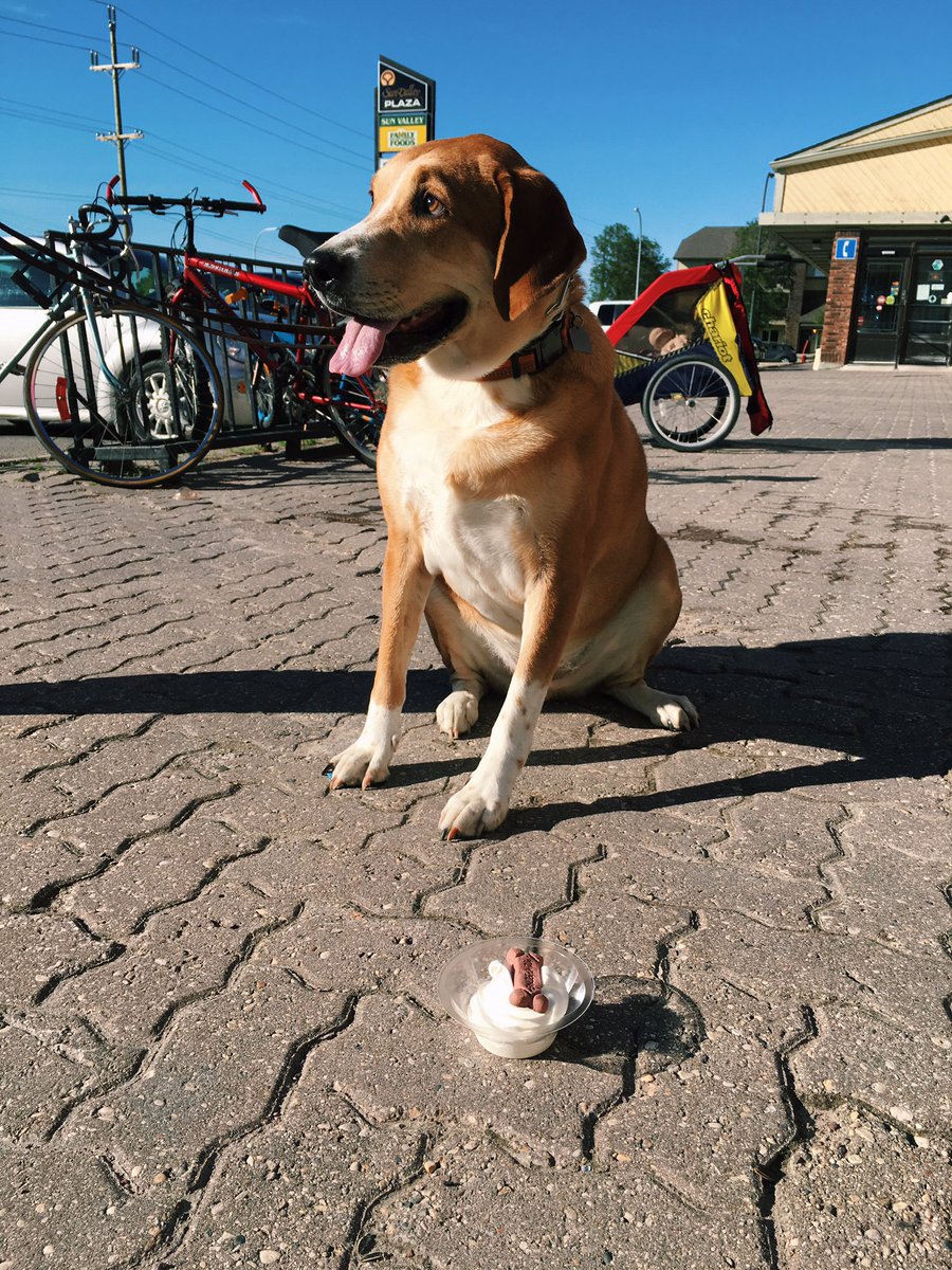 What a beautiful day to take your pup for a walk and some icecream! 🐶🍦