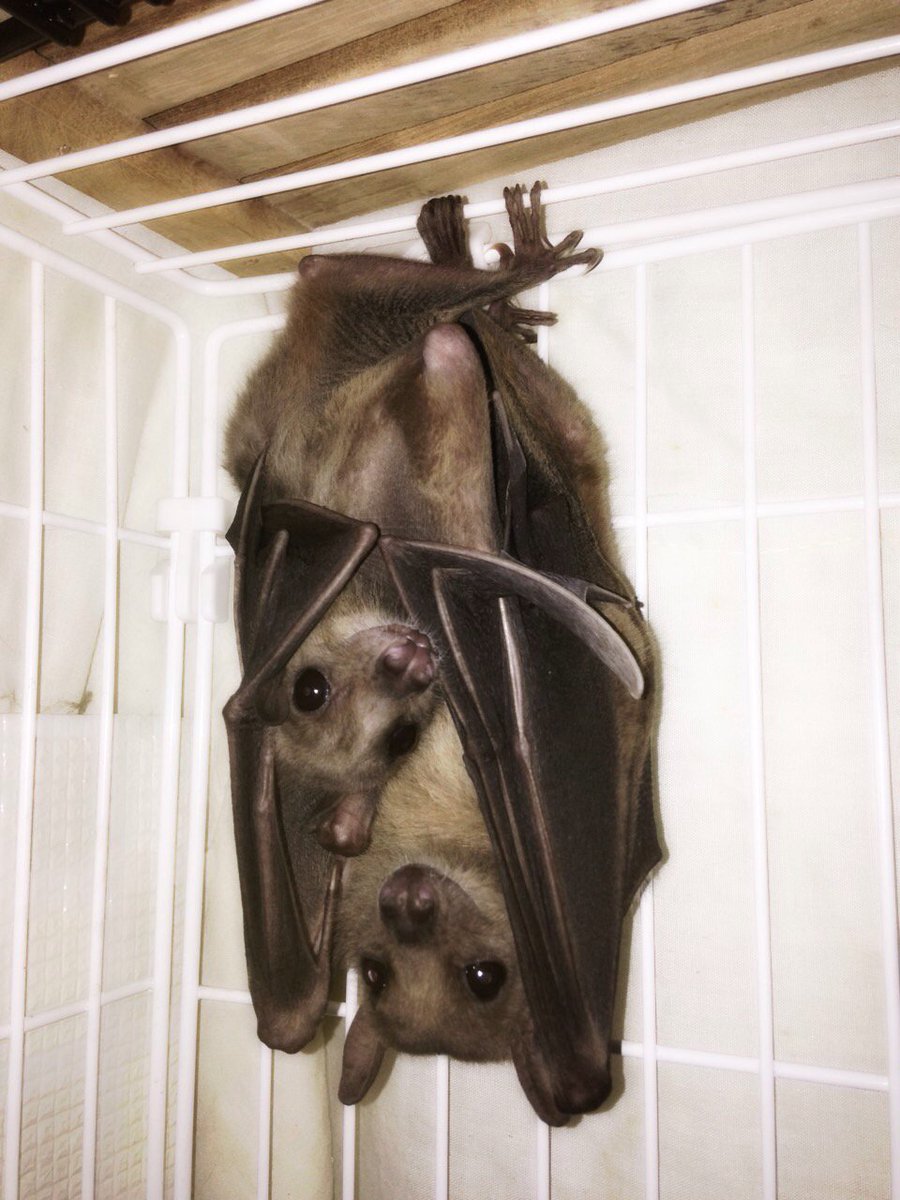 ち ᒡ งまめ コウモリが食わず嫌いって方もいらっしゃるようなので我が家のコウモリぽいぽいしておきますね デマレルーセットオオコウモリ フルーツバット です 主食は果物です 狐ガオがかわいいんですよ