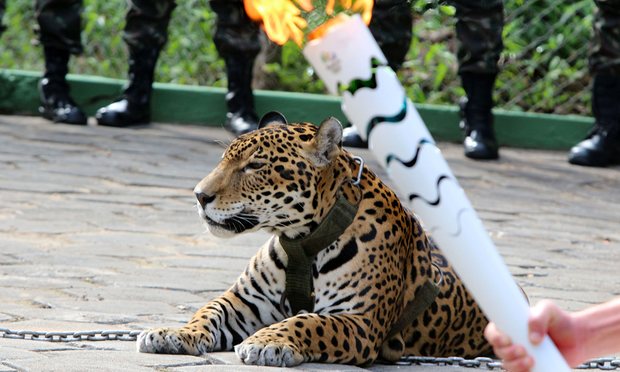 ajplus's tweet photo. This jaguar was featured in an Olympic torch ceremony – and was shot dead moments later. https://t.co/Tor7s8F2T3 https://t.co/qPbjnGc9MC