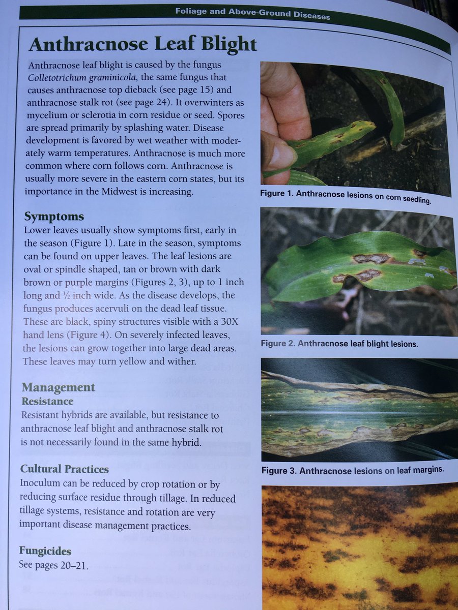 BobBerkevich's tweet photo. Early anthracnose not unusual. Indicates later infection in upper canopy is possible. Info page from IA State. https://t.co/aTOIBD05Jo