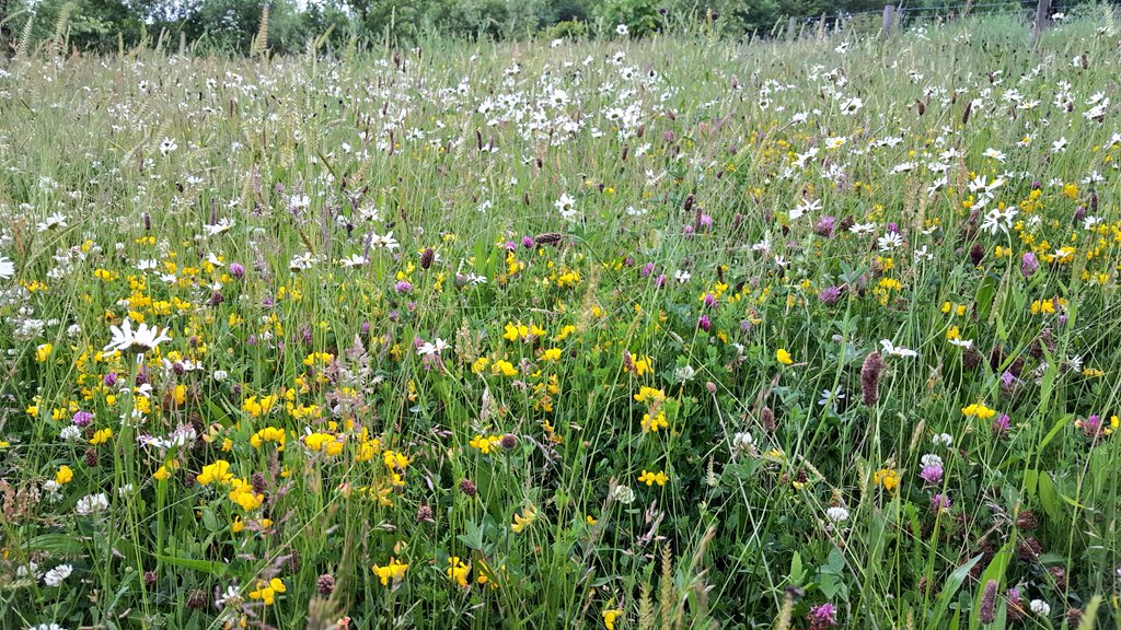 WildLakeland's tweet photo. Meadow in the evening. Hoping it has stopped growing upwards now as a short, open sward is essential. https://t.co/0k48UvtmmT