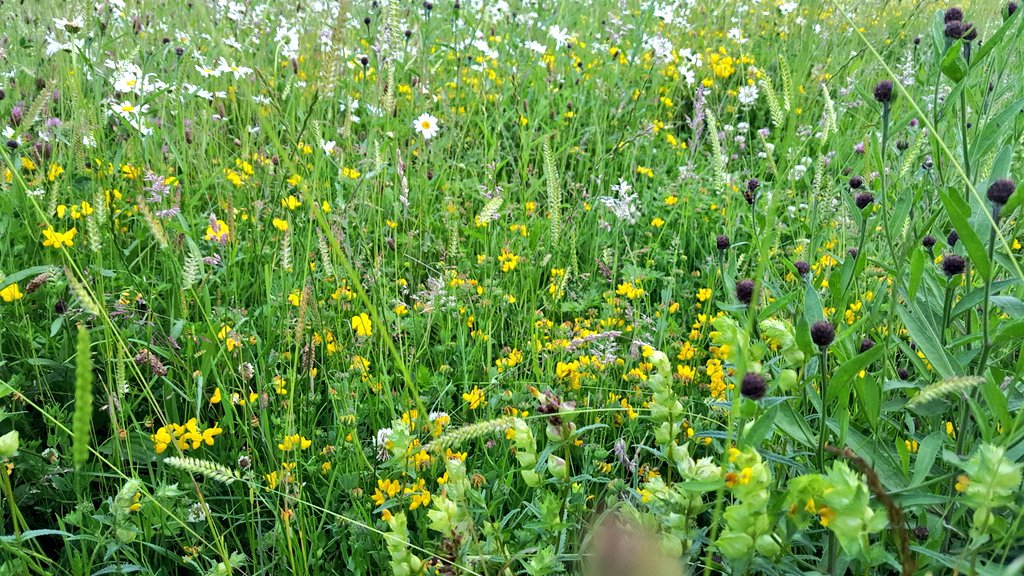 WildLakeland's tweet photo. Meadow in the evening. Hoping it has stopped growing upwards now as a short, open sward is essential. https://t.co/0k48UvtmmT