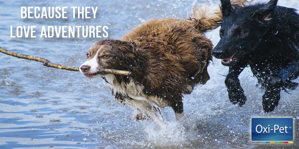Oxi_Pet's tweet photo. Who else love adventures? ☻ #AFamilyMember https://t.co/XKYCVbldss