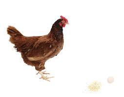 GilesVersace's tweet photo. #BBCDebate
#VoteLeave

Cameron too Chicken to appear tonight! https://t.co/daypX9WH68