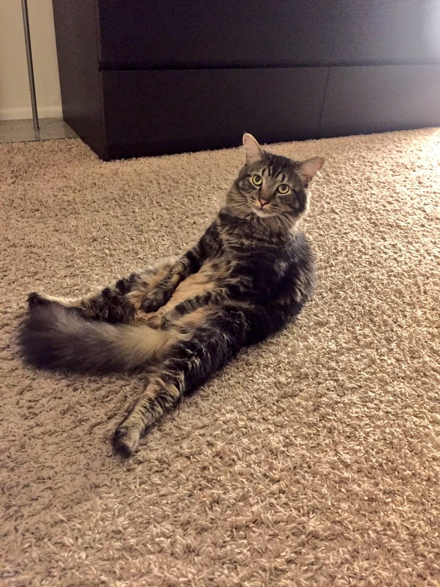 Megpanduh's tweet photo. @evilzug TAKE THAT #meow https://t.co/iuUTrCV7k0