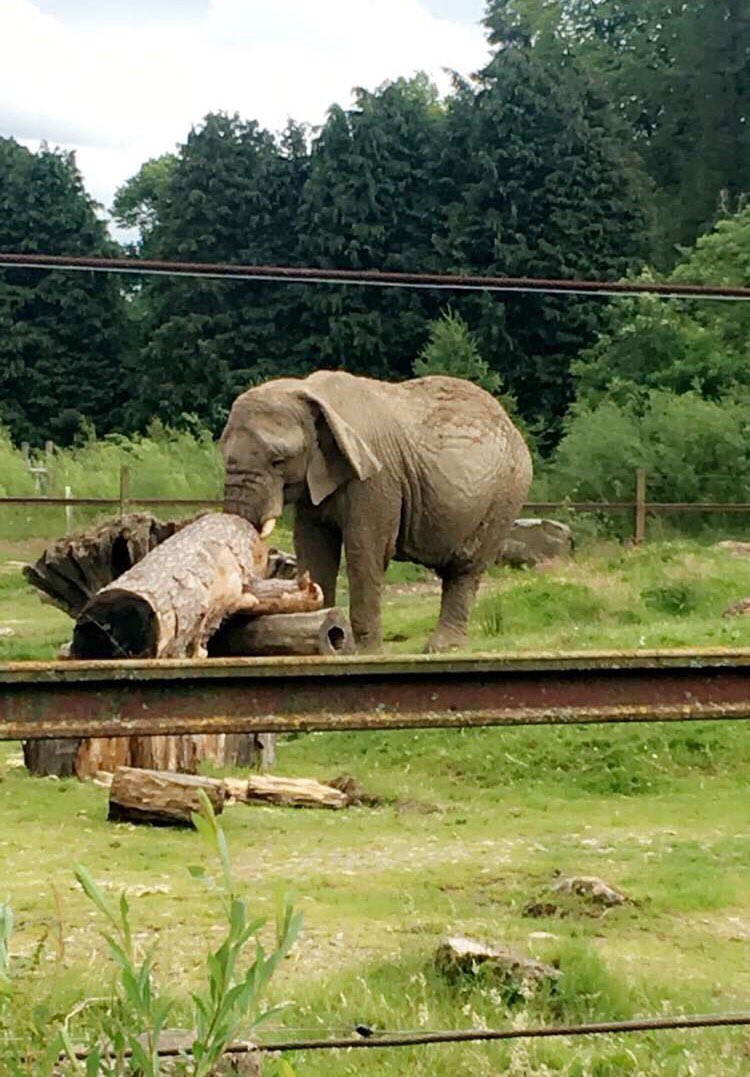 primary_2b's tweet photo. We had such a fabulous school trip 😀🦁🐯🐘🐪🐖 @BlairDrummondSP https://t.co/2BUuOxdBJA