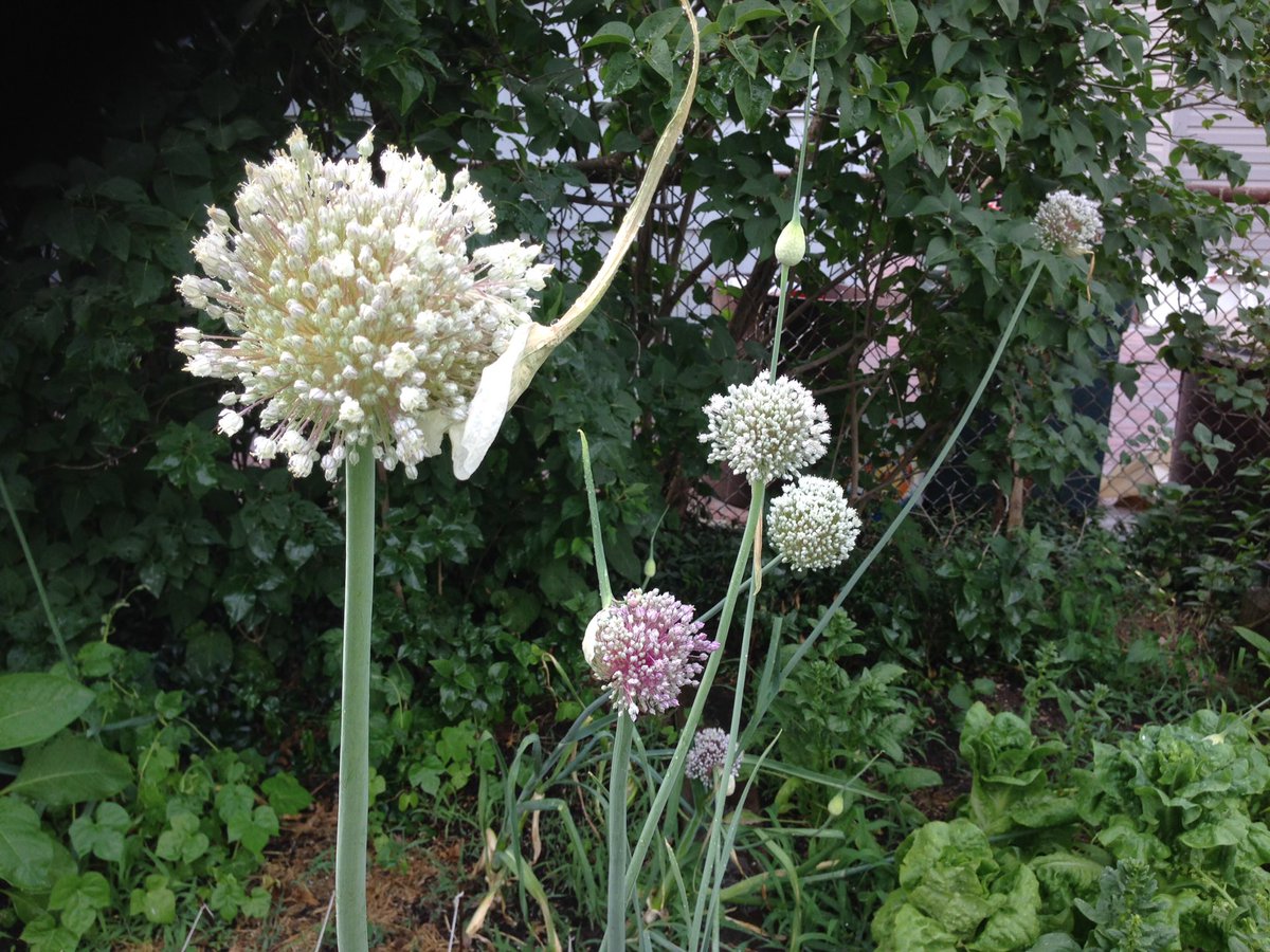 SirAlexOliver's tweet photo. Pregnant leeks about to spawn, or alien pods here to turn us into mindless clones? You decide! #Decision2016 https://t.co/EjNOQngzXE
