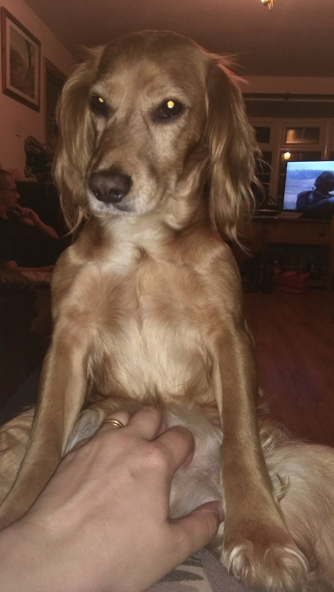gcwoa1's tweet photo. Nothing like a tummy tickle to send a spaniel to sleep #SitsLikeAHuman she smacked my hand every time I stopped! https://t.co/dN94rCl2Me