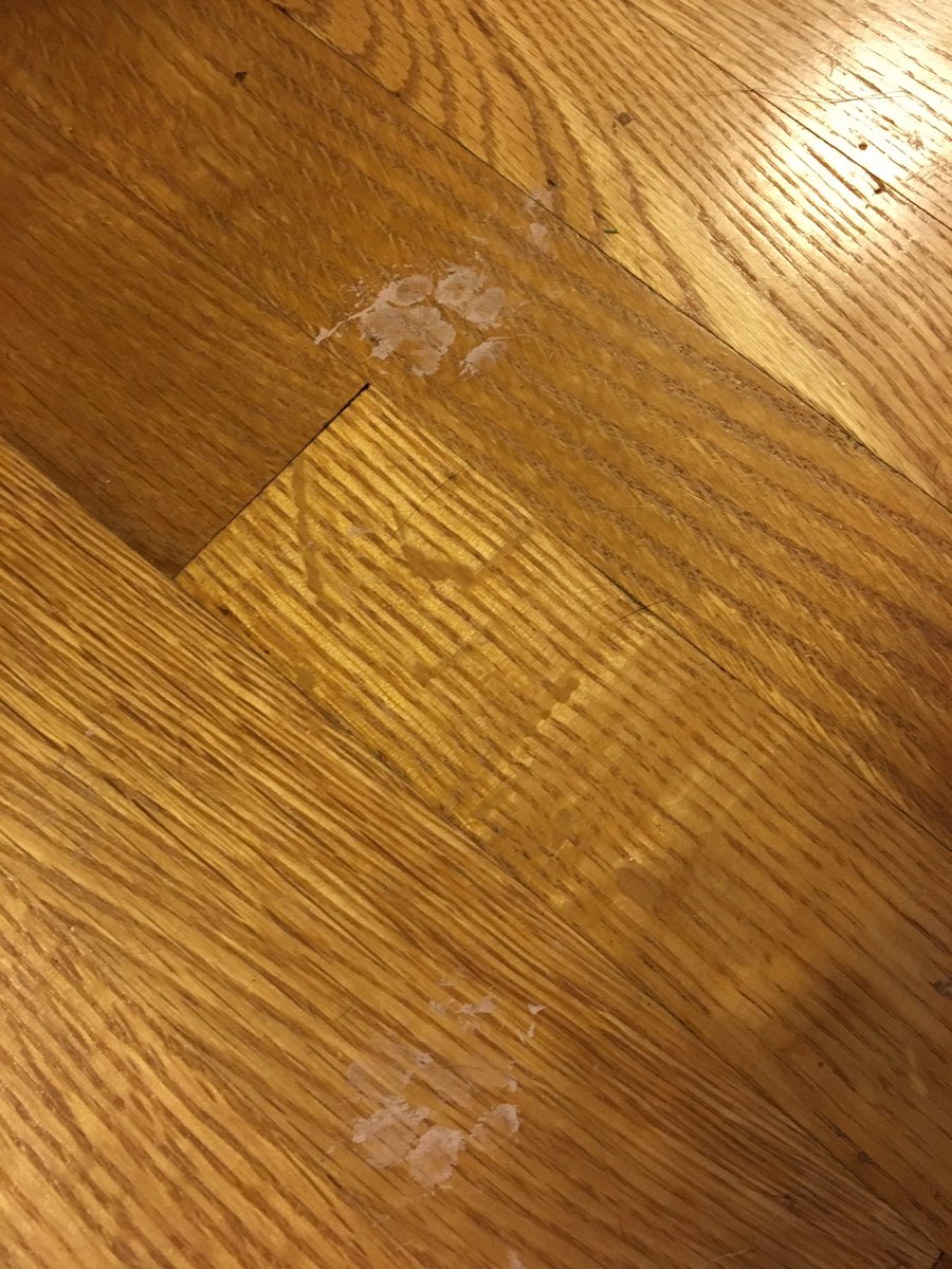 LaundryThief's tweet photo. I got into Mahm's paint last night. It's on my paws, whiskers and butt! https://t.co/0Q5o7aAhzg