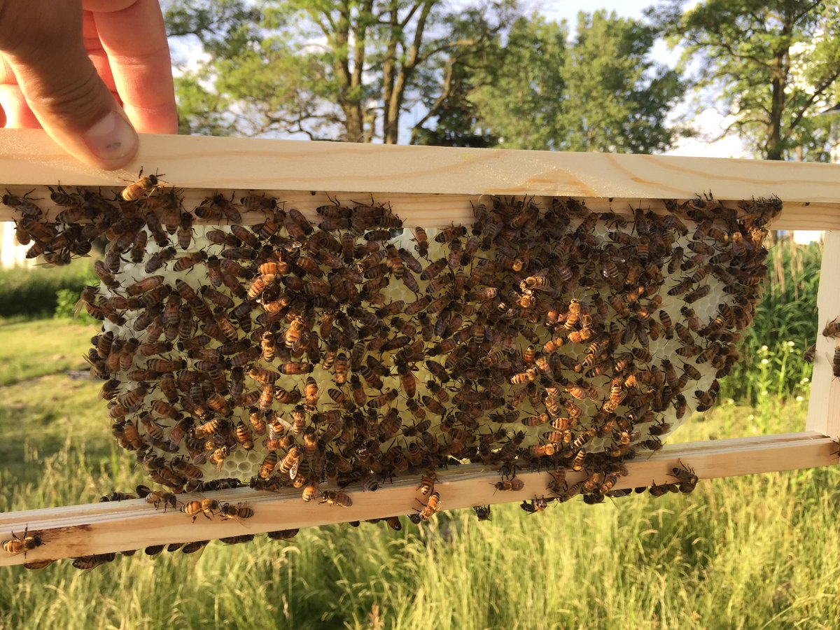 Foundationless frames being drawn out nicely. #Beekeeping