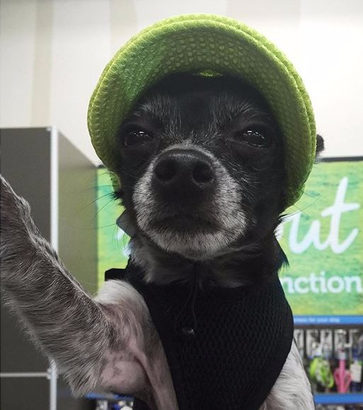 Petco tweet picture