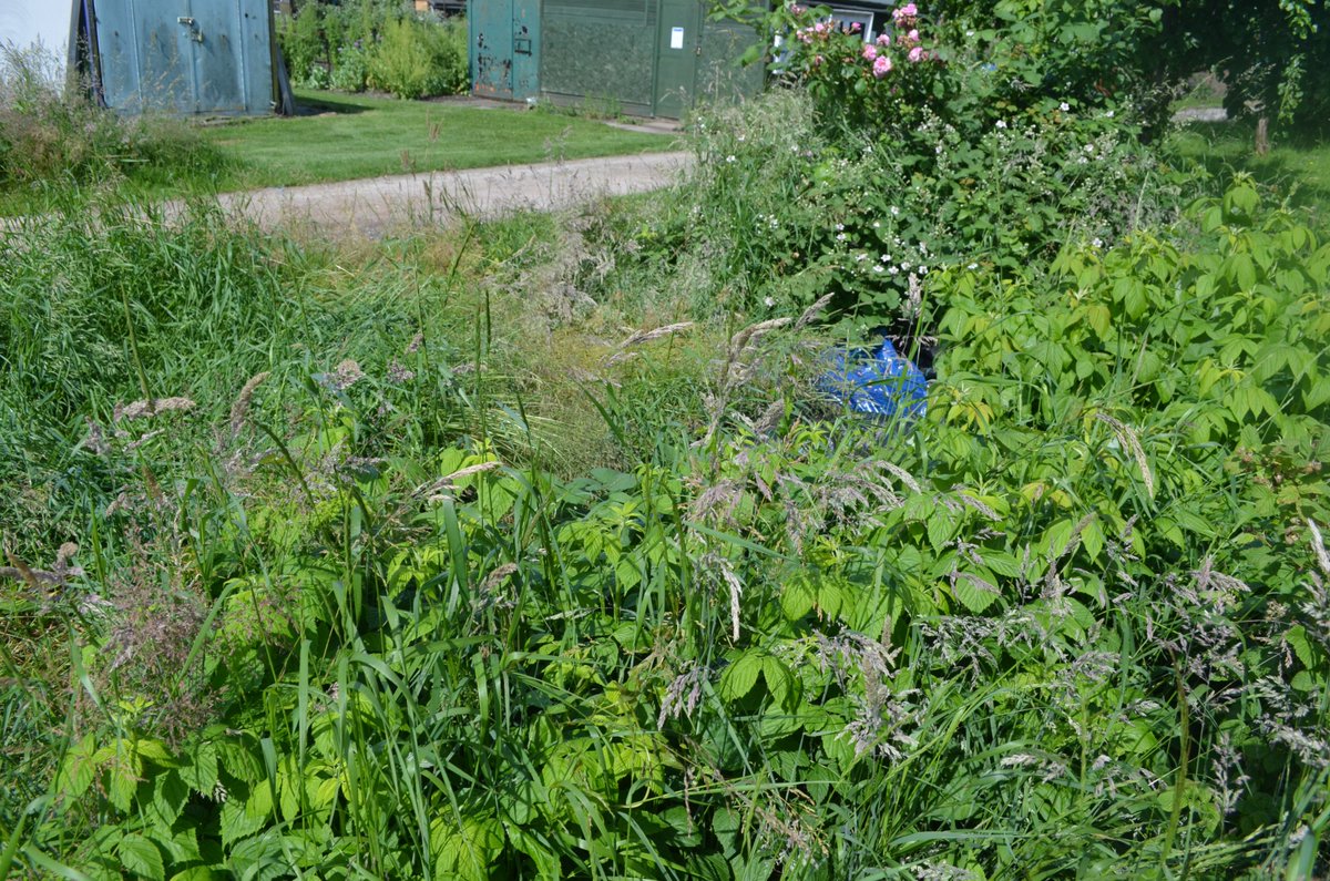 Plot68's tweet photo. Not all in order on #Plot68, my fruit bed... help! Raspberries surviving, but not weeded or tied up https://t.co/SZFYOeJtud