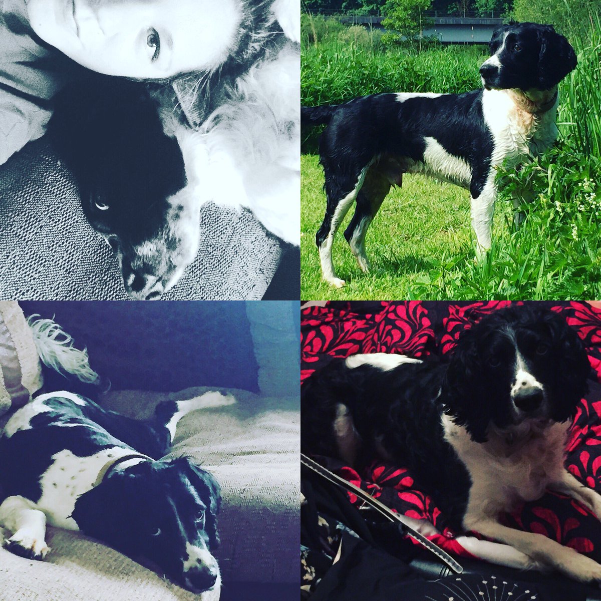 LexDagg's tweet image. My fur baby!! #Mrb #springer #myboy