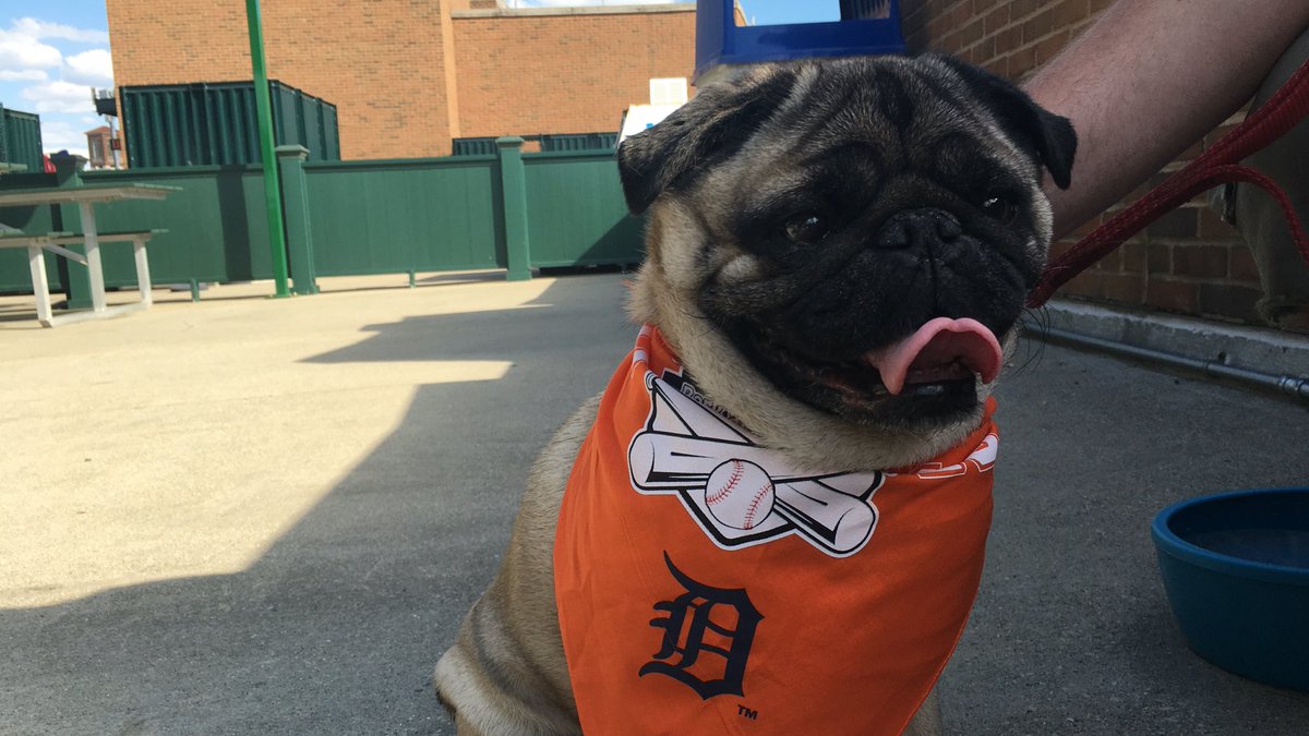 detroit tigers dog jersey