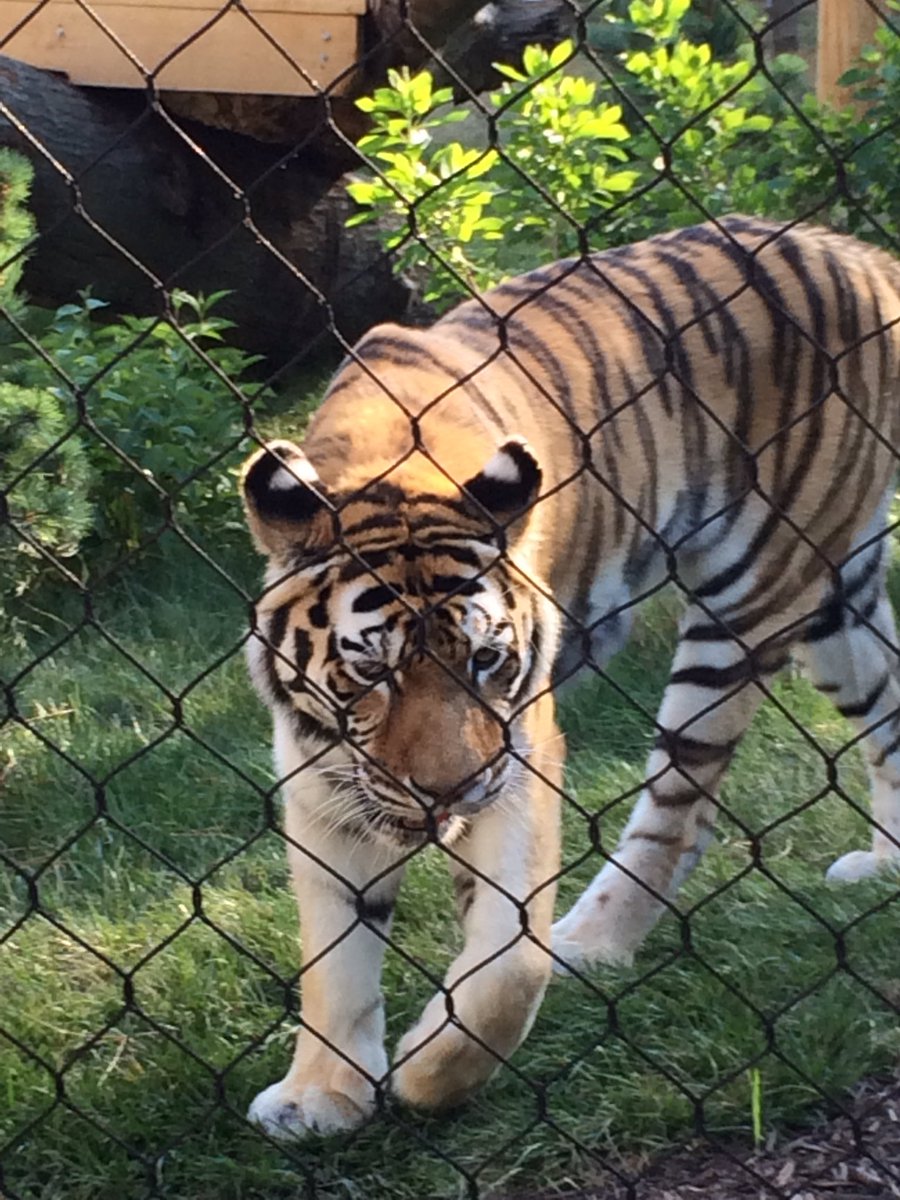 lar_lou's tweet photo. Beyond amazing @clemetzoo #tigers https://t.co/ffKg136ZRX