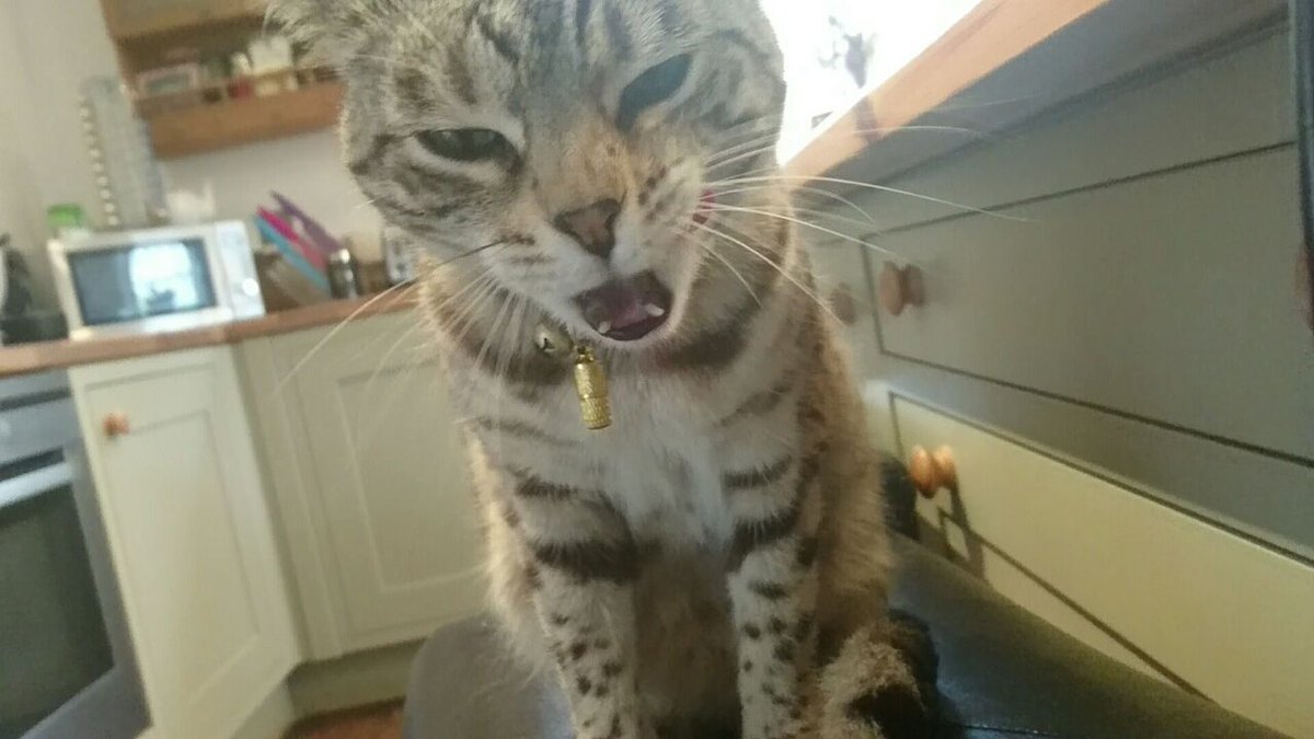 Olanoo's tweet photo. 4 stages of a #Brexit debate. 
3. Boredom from the incessant repetition of a vote leave "fact" #CatsAgainstBrexit https://t.co/LyMS4sr624