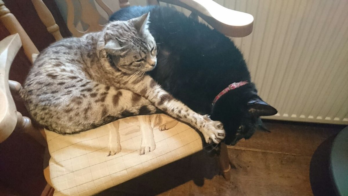 Olanoo's tweet photo. 4 stages of a #Brexit debate.
4. Shutting the vote leave "fact" down in any way possible. Shush! #CatsAgainstBrexit https://t.co/0T1zBoVAw3