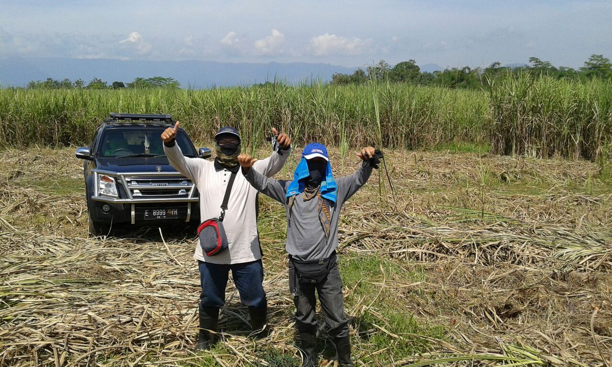 disbun_jabar's tweet photo. Sertifikasi Benih Tebu di KBD di Desa Cidahu Kec. Kutawinangun Kab. Kuningan #bspmb https://t.co/OQRTQp3afq
