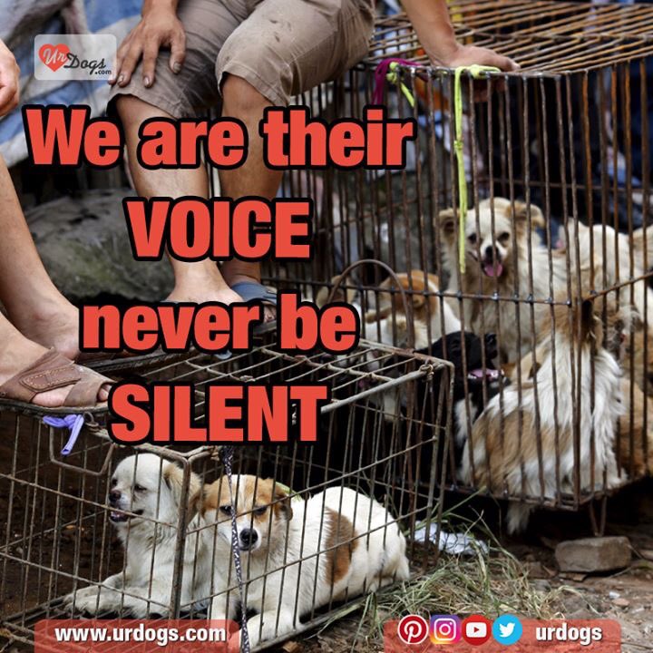 PetLifeVibes's tweet photo. "Compassion without action is just observation." #StopYulin2016 #YulinDogMeatFestival https://t.co/szYcXgDrrX