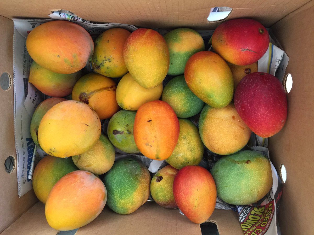 Tree ripened #makahamangoes - going fast at @WFMhawaii Kahala and @downtoearthfood Kapolei