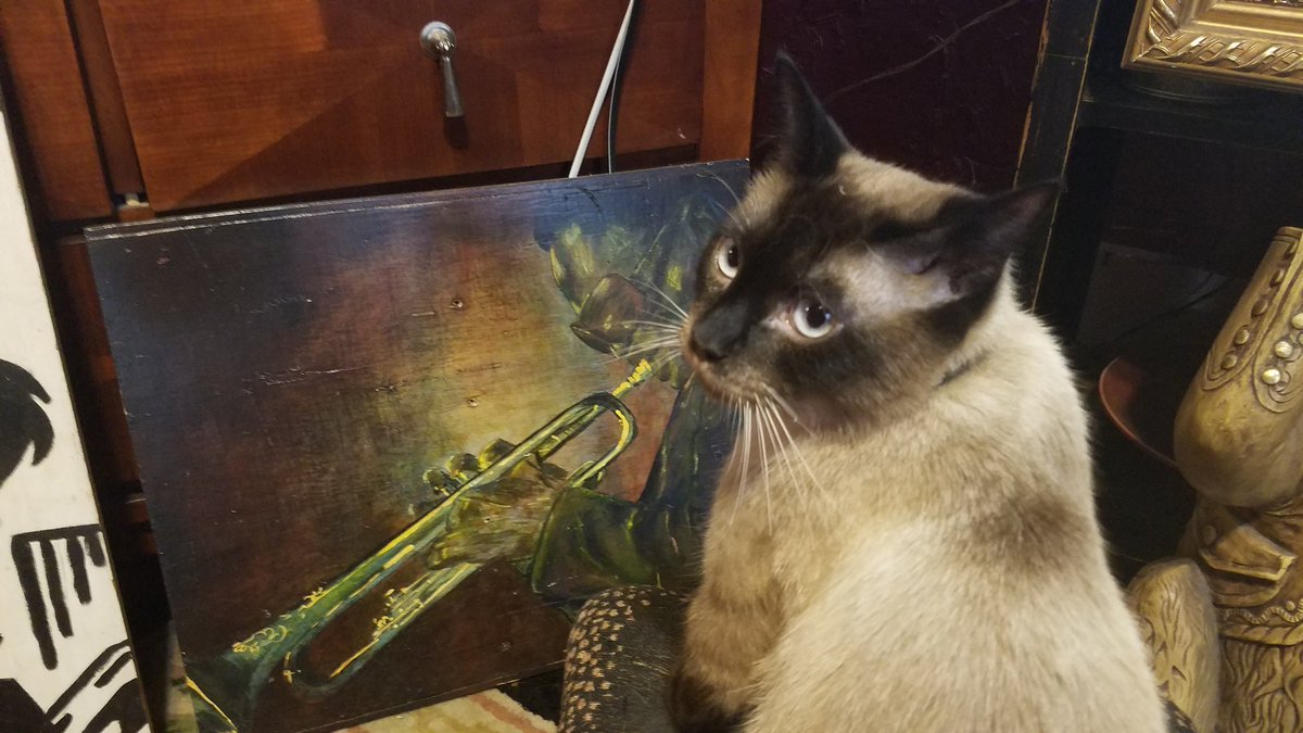 Blue_pdx's tweet photo. Here's me and my bestie, the king of cool, Mr. Miles Davis. for #NationalSelfieDay #BluesKitten https://t.co/0iIAjg6G9O