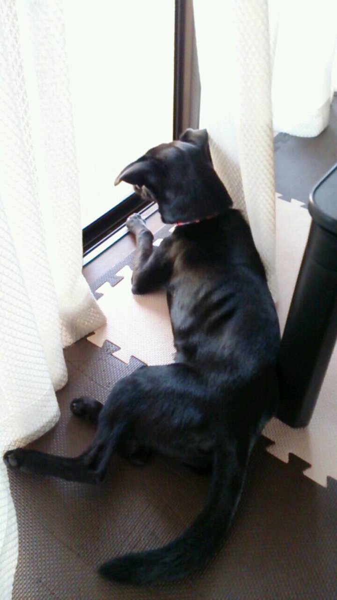 アポロ@ゲーム垢/白猫単発引き tweet media