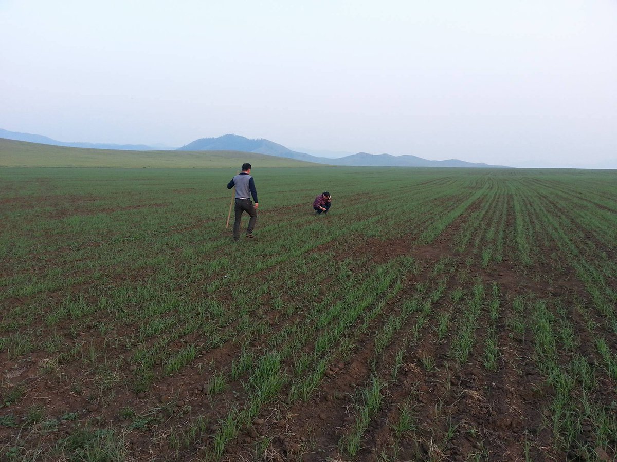 ТЭДС-гаас "Алтайская жница" сортын улаанбуудайн соёололтыг үзэж танилцлаа.
facebook.com/MinisrtyofFood…