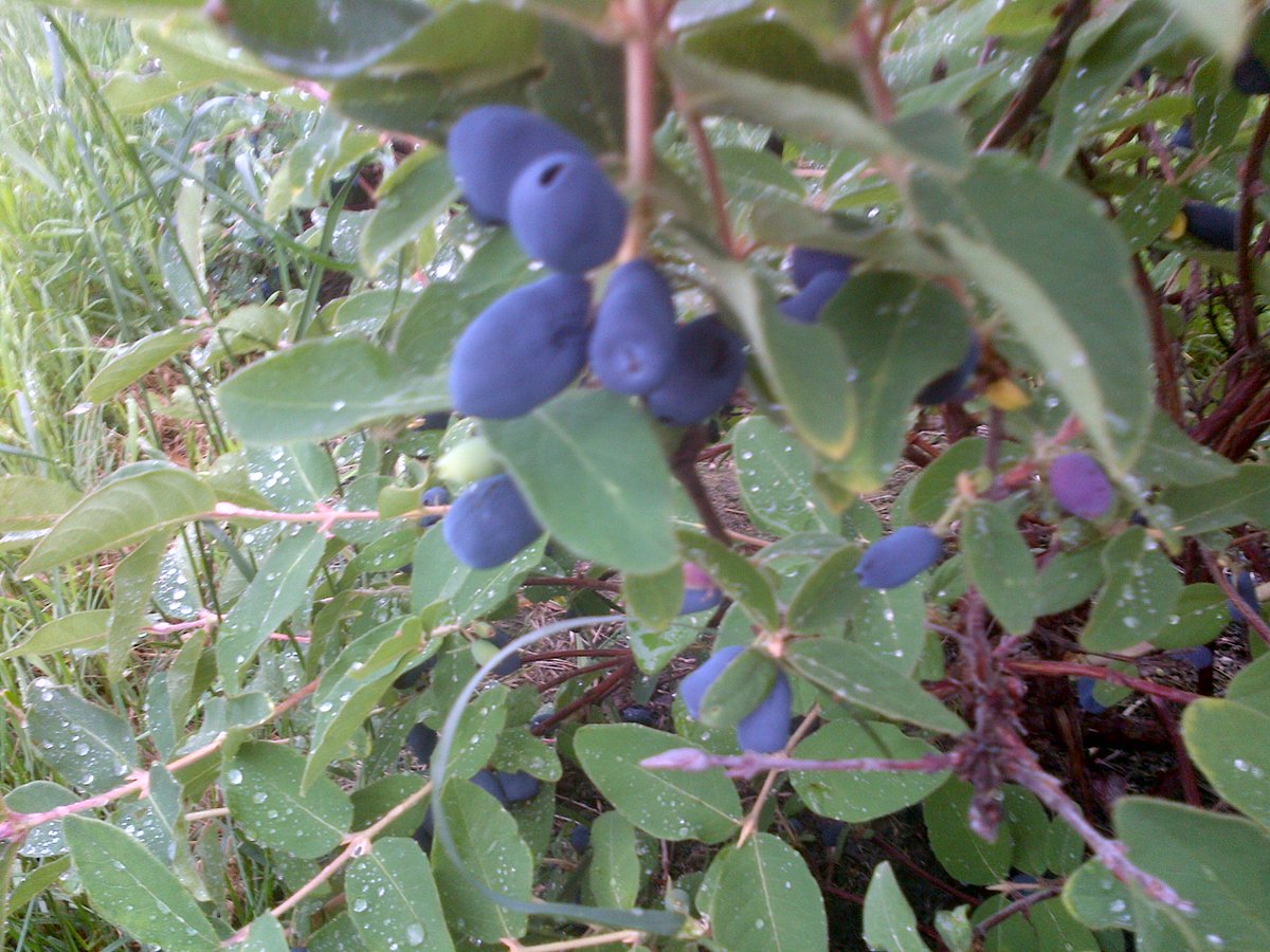 Will be at the North Bay Farmer's Market tomorrow (Wednesday) 10am-2pm with lots of haskaps and strawberries.