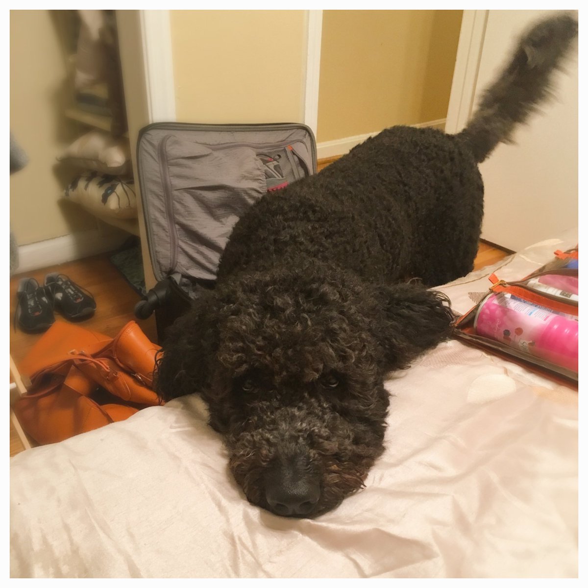 FinnTheDoodL's tweet photo. My face says, "I'm sorry," but my tail says, "It was worth it." #sorrynotsorry https://t.co/r39mxxk2bV