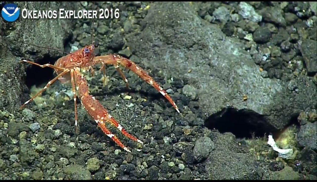 *waves* Hi! #SquatLobster #Okeanos