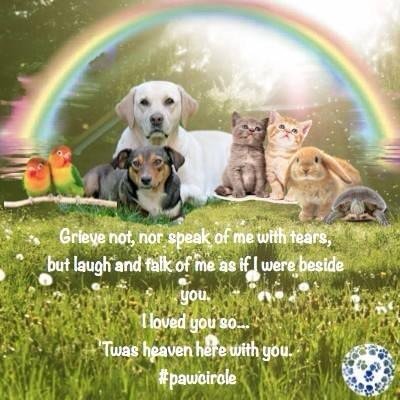 #pawcircle
Thinking of you, dear
Lenny, brother of @TinyPearlCat 
on your 6th
angelversary with
#LoveAndRemembrance