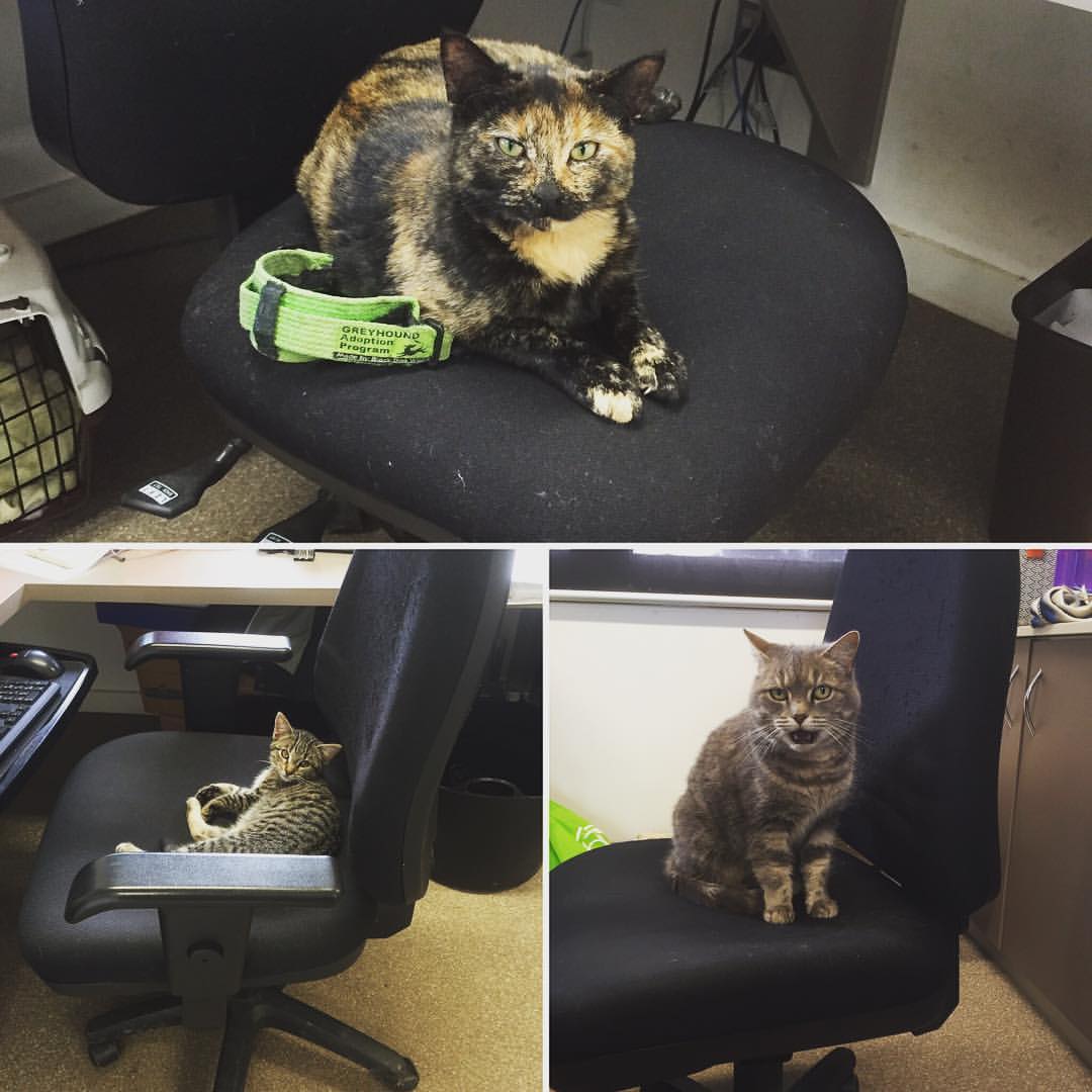 GAP_VIC's tweet photo. Every spare chair in our office has currently been taken over by a cat! #gapvic #catsrule https://t.co/smnUpkK33Q https://t.co/Z8aTWcMuEO